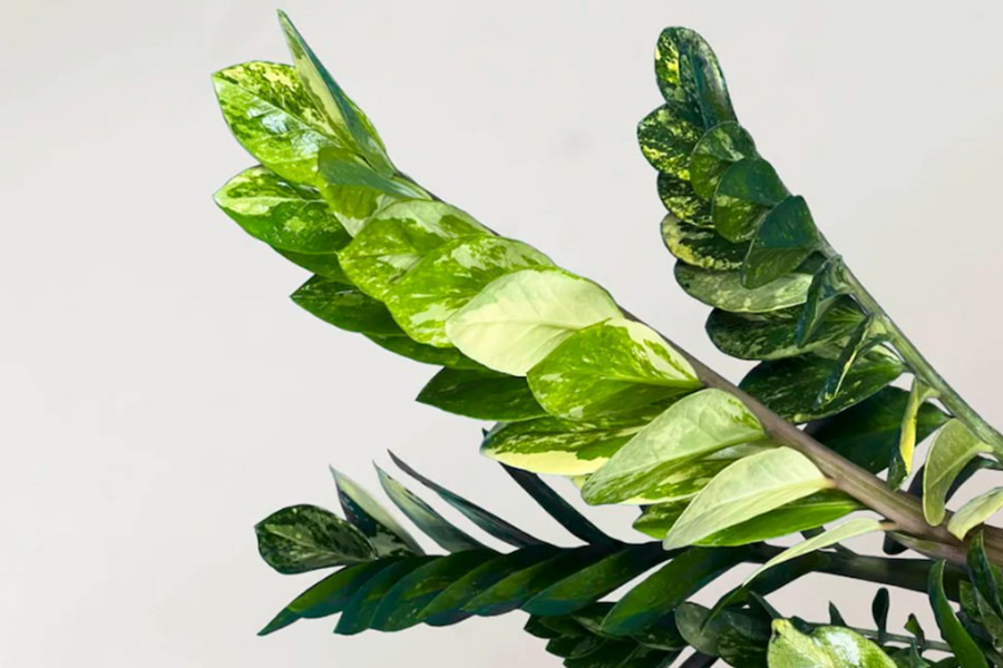 زاموفیلیا ابلق