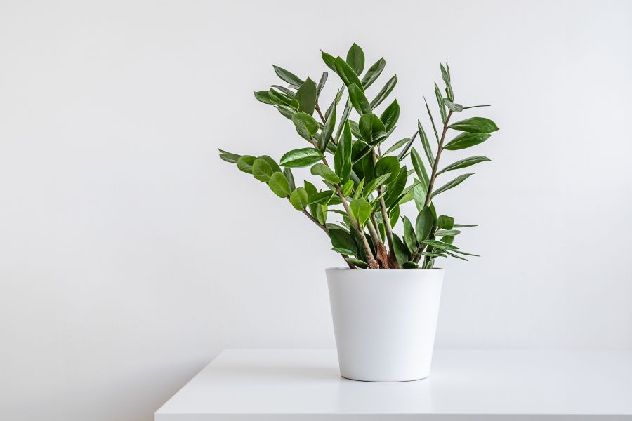 زاموفیلیا سبز