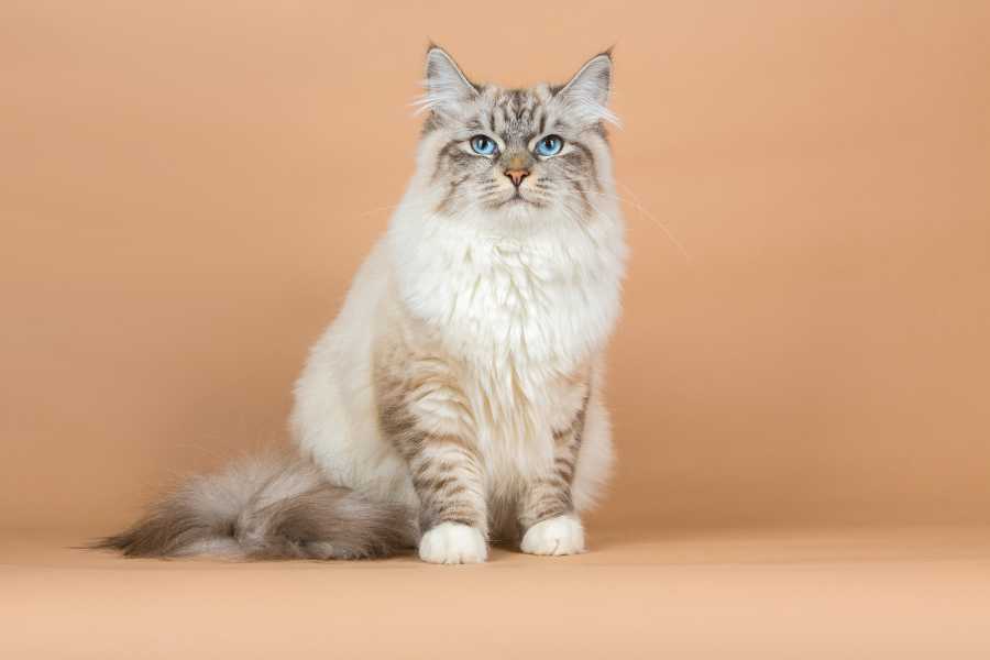 گربه سیبریایی (Siberian Cat)