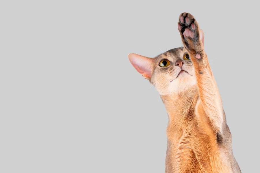 گربه حبشی (Abyssinian Cat)