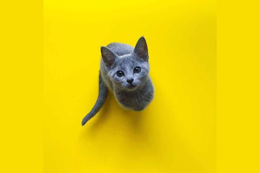 گربه راشن بلو (Russian Blue)