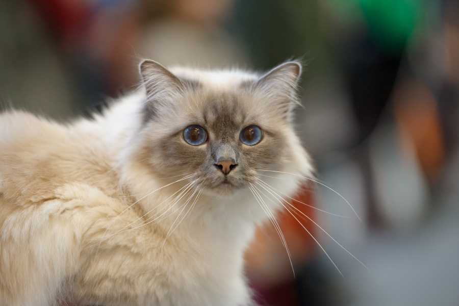 گربه بیرمن (Birman Cat)