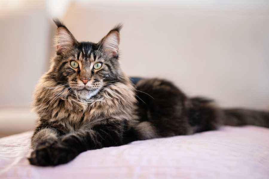 گربه مین کون (Maine Coon Cat)