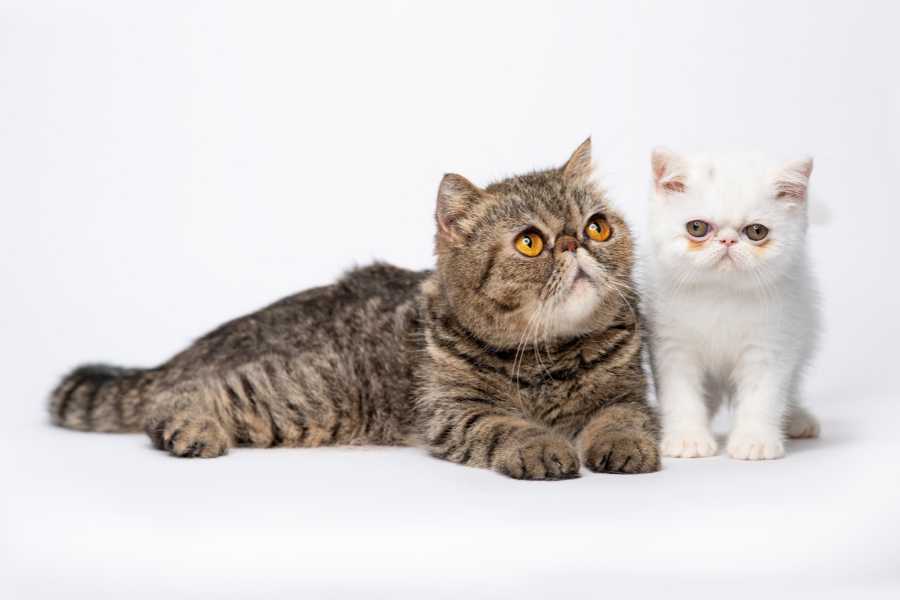 گربه اگزوتیک (Exotic Shorthair)