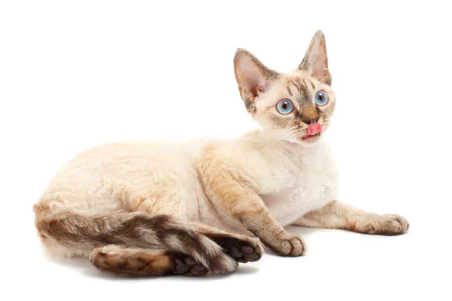 گربه دون رکس (Devon Rex)