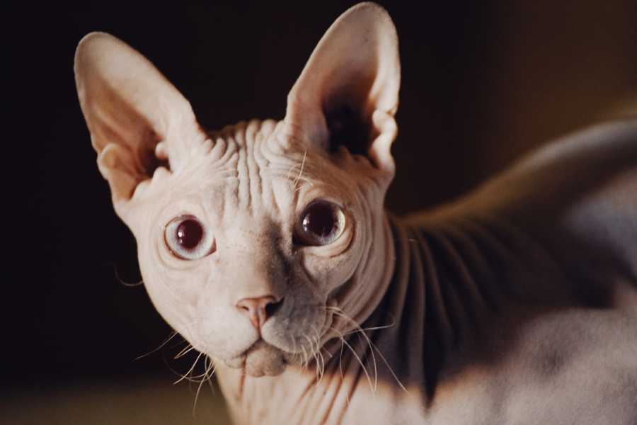 گربه اسفنیکس بی مو (Sphynx Cat)