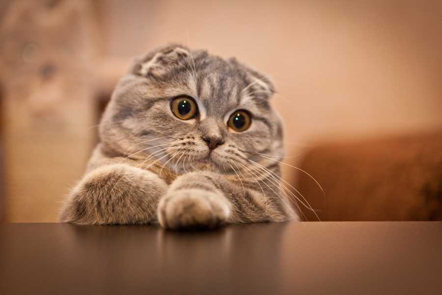 گربه اسکاتیش فولد (Scottish Fold)