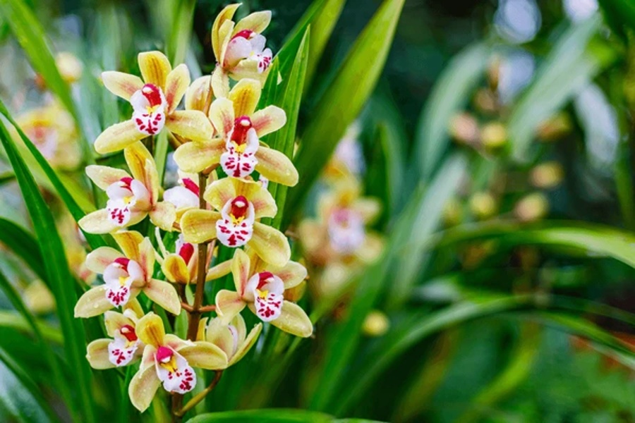 گل ارکیده‌ی سیمبیدیوم (Cymbidium)