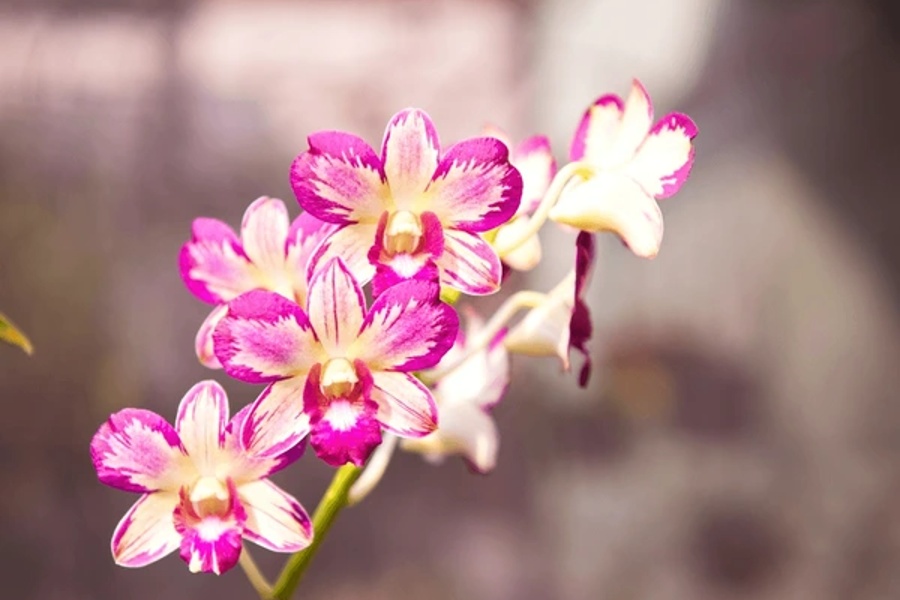 گل ارکیده‌ی دندروبیوم (Dendrobium)