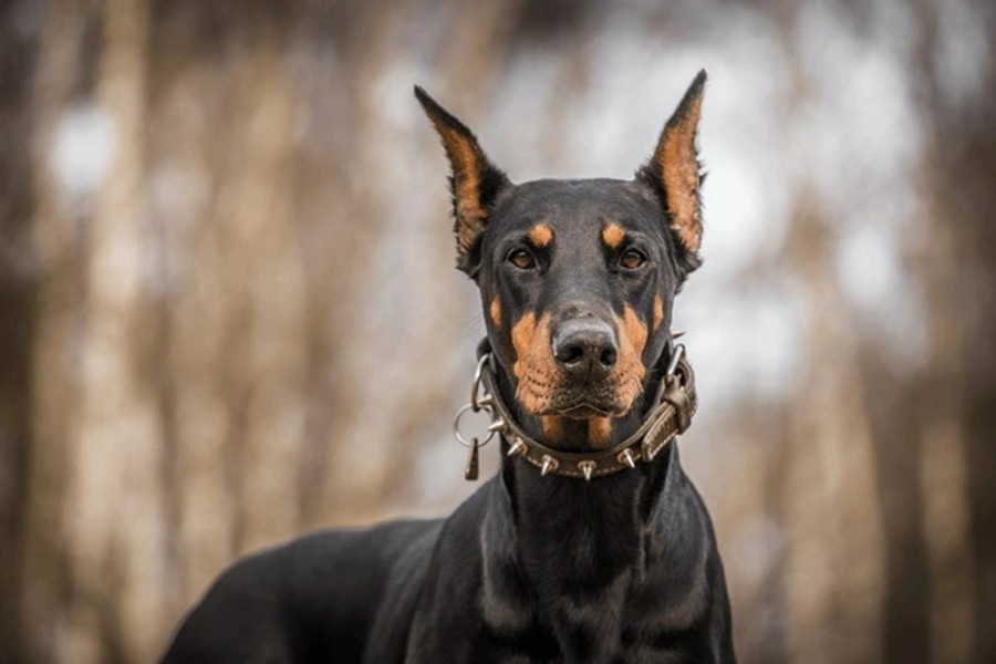 دوبرمن (Doberman Pinscher)