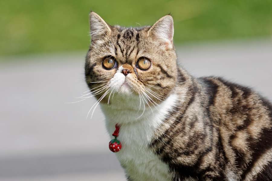 گربه پرشین اگزوتیک مو کوتاه (Exotic Shorthair)