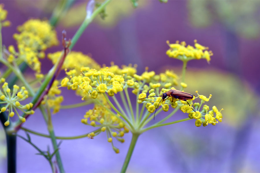 خواص باریجه برای کلیه