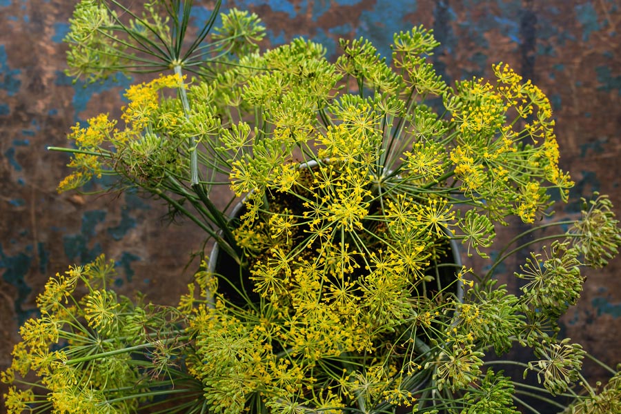 خواص باریجه