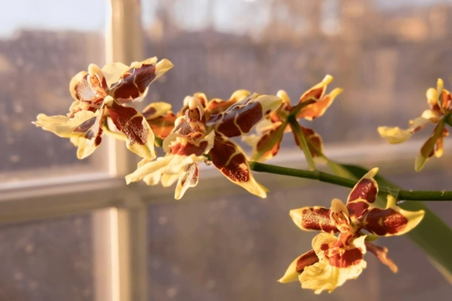 گل ارکیده‌ی اونسیدیوم (Oncidium)