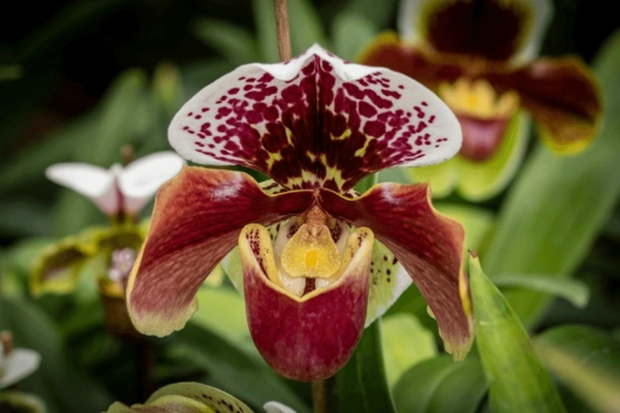 گل ارکیده‌ی پافیوپیدیلوم (Paphiopedilum)