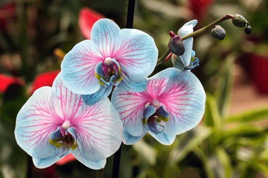 گل ارکیده‌ی شاپرکی یا فالانوپسیس (Phalaenopsis)