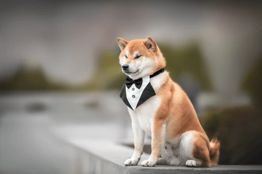 شیبا اینو (Shiba Inu)