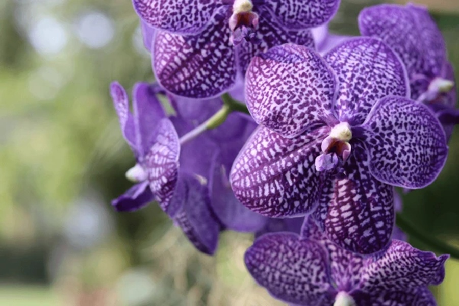 گل ارکیده‌ی واندا (Vanda)