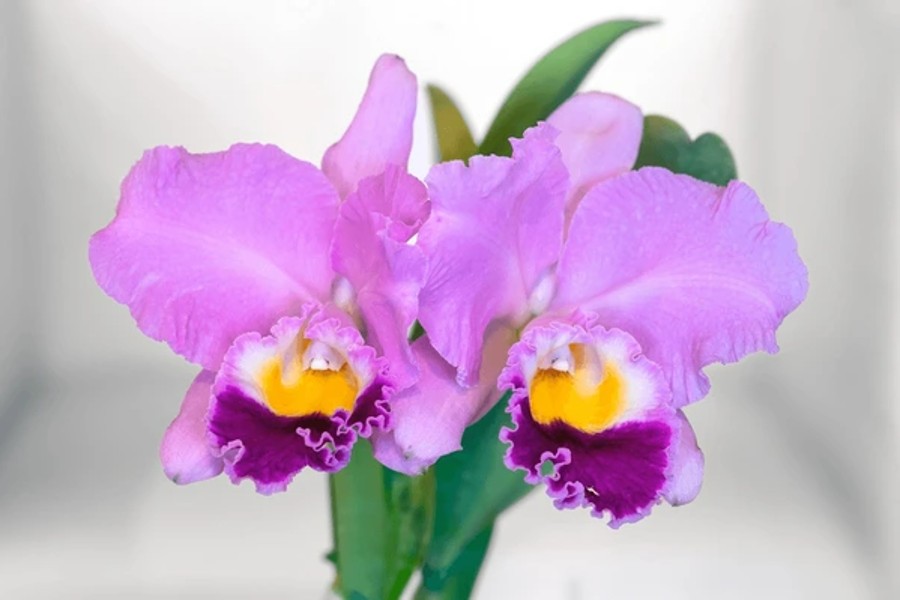 گل ارکیده‌ی کاتلیا (Cattleya)