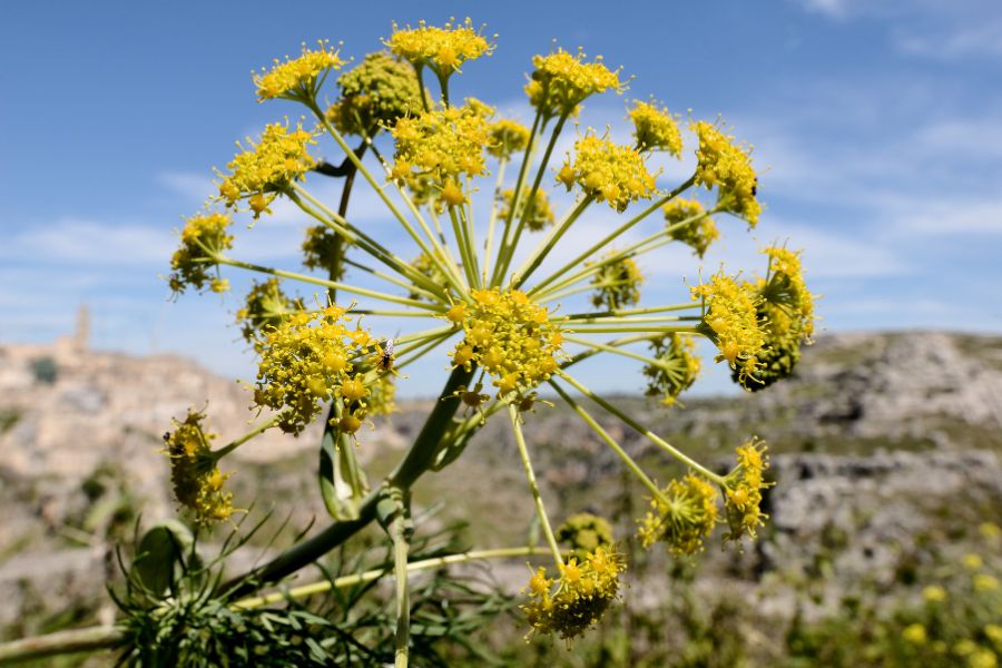 خواص باریجه