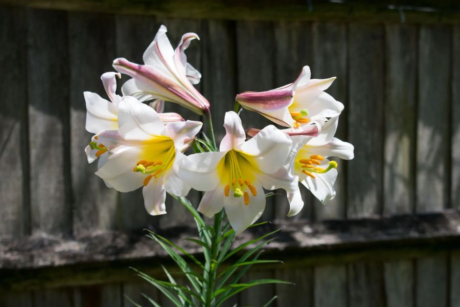 لیلیوم شیپوری (Trumpet lilies)