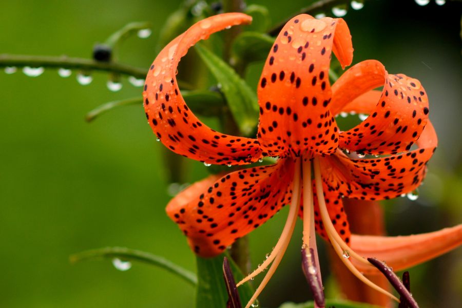 لیلیوم لانسیفولیوم (Lillium lancifolium)