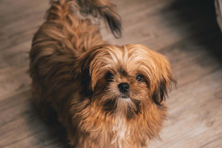 شی هواهوا (Shih Tzu)