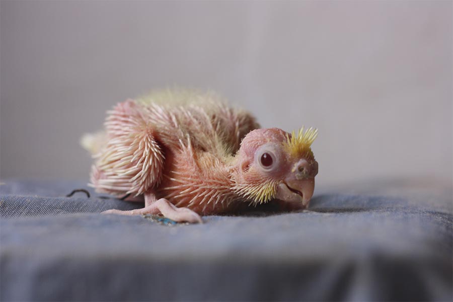 جوجه عروس هلندی