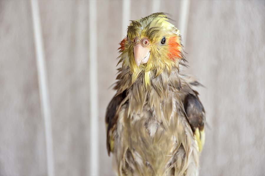 عروس هلندی سرماخورده