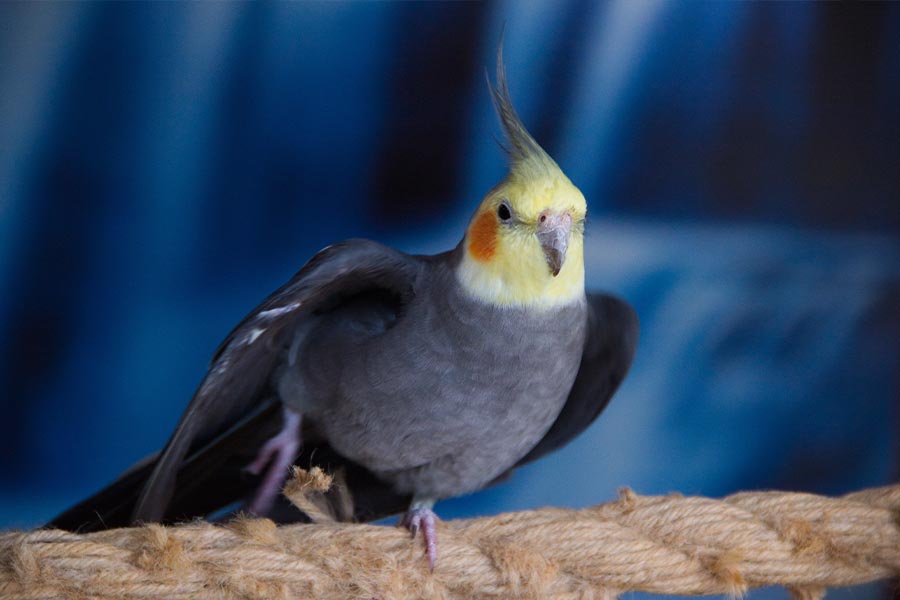 لرزش عروس هلندی