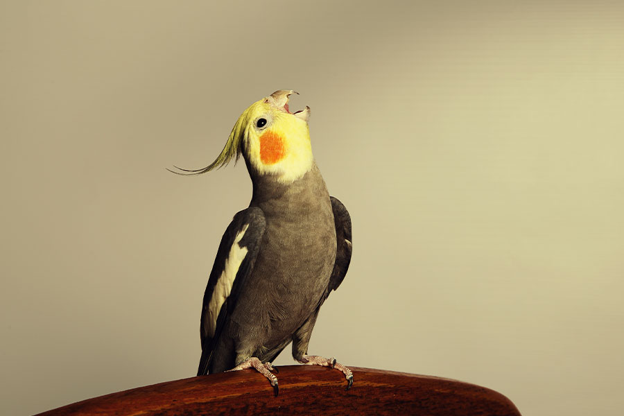 آسپرژیلوز در عروس هلندی