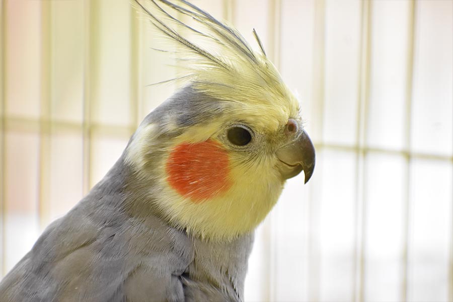 درمان عروس هلندی چاق