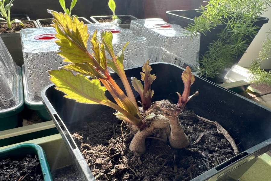 خاک مناسب گل داهلیا