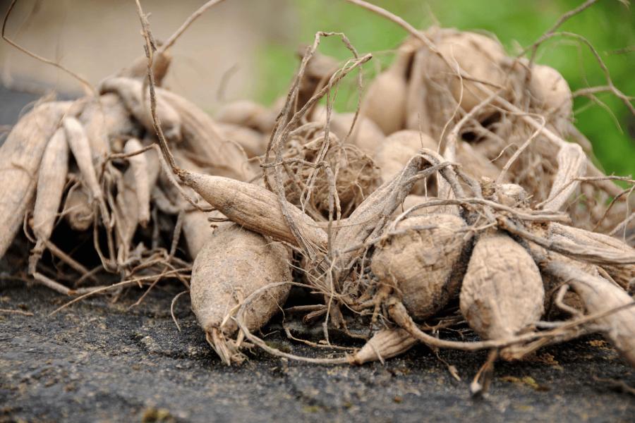 تقسیم غده از روش های تکثیر گل کوکب