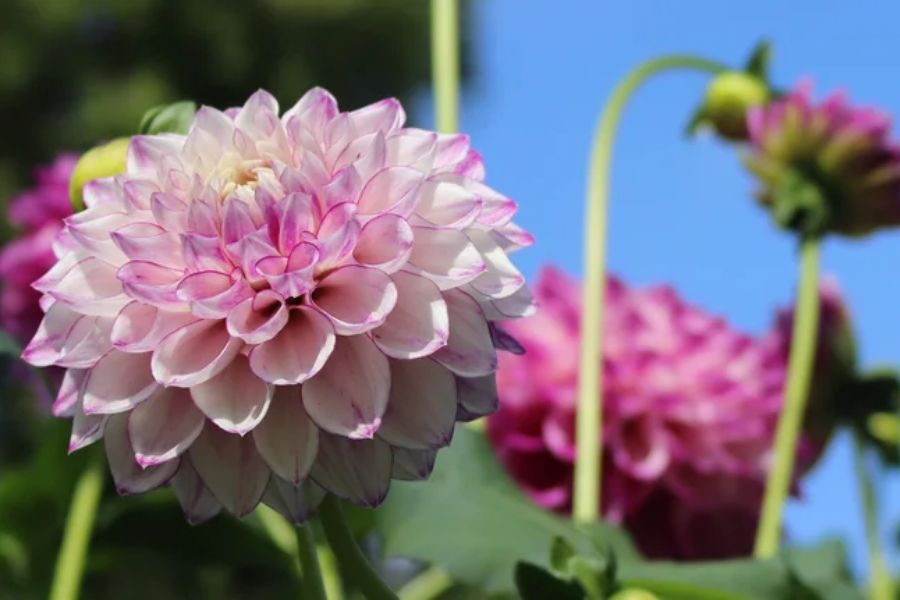 معرفی گل کوکب