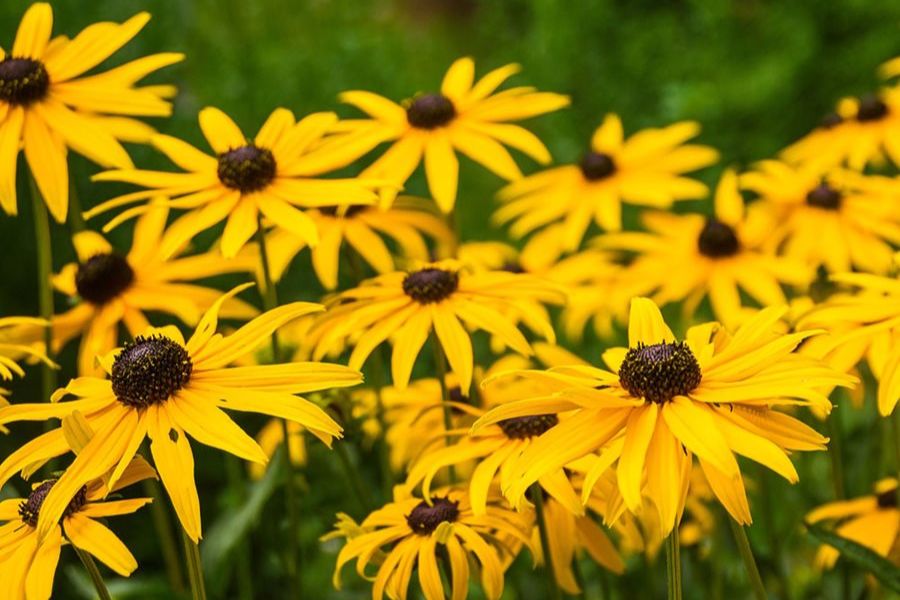 گل کوکب کوهی