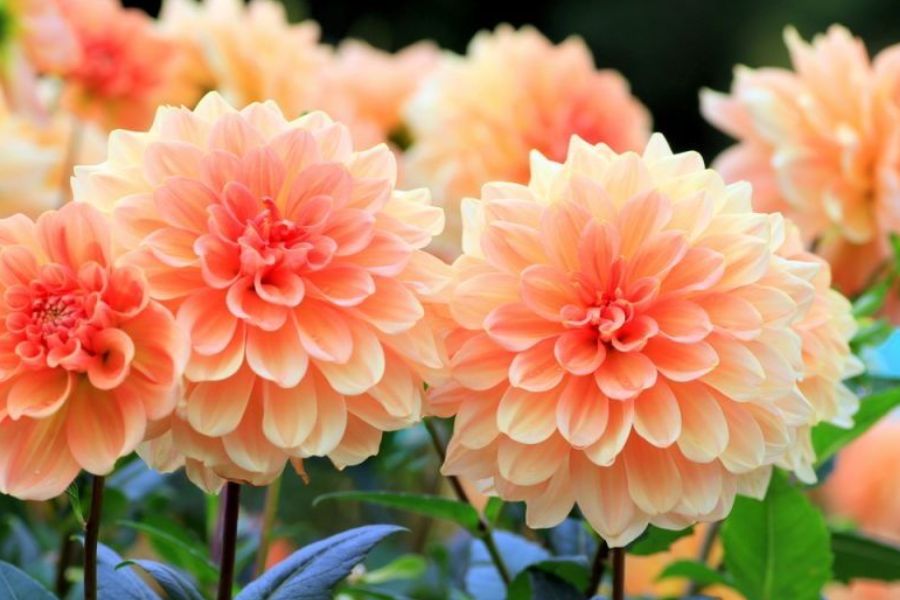 گل کوکب نماد چیست؟