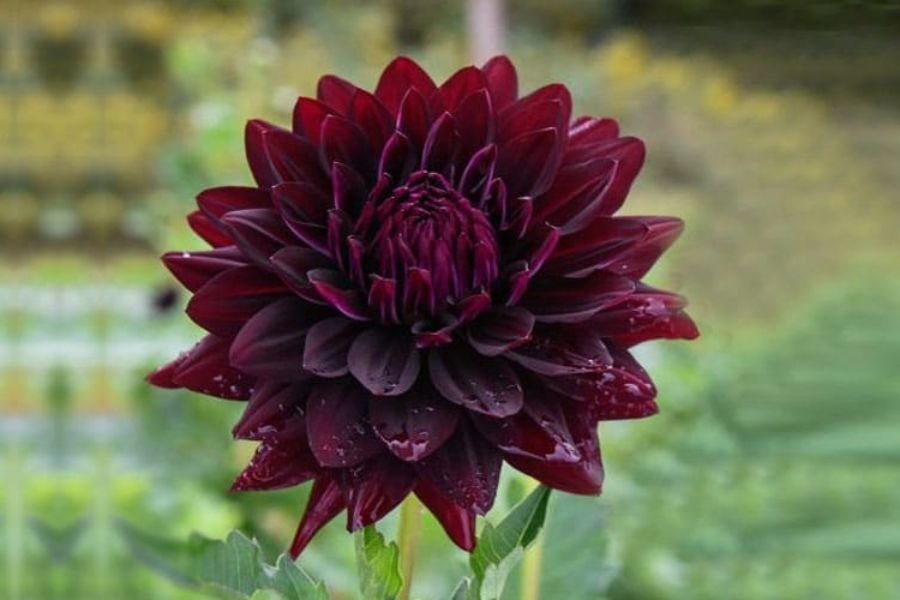 عکس گل کوکب سیاه