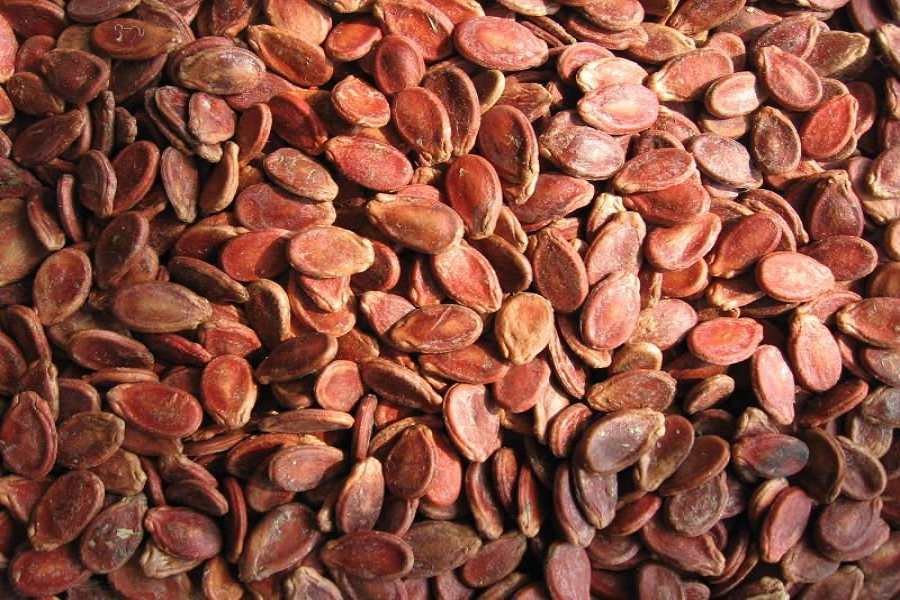 خواص تخمه ژاپنی