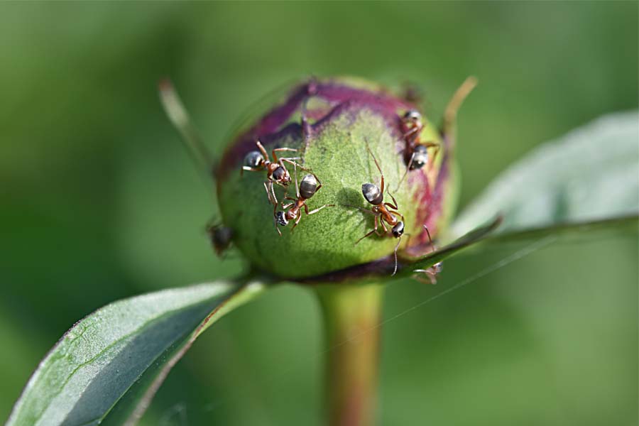 مورچه به‌عنوان یکی از آفات گل پیونی 