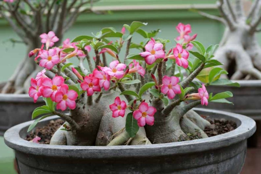 آدنیوم عربیکوم (Adenium arabicum)