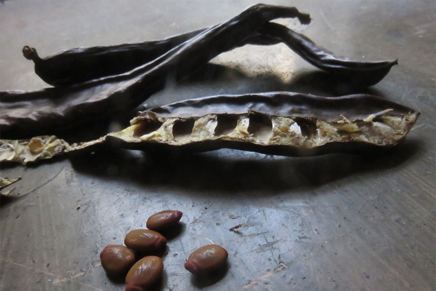 طریقه مصرف خرنوب برای زنان و مردان؛ استفاده موضعی