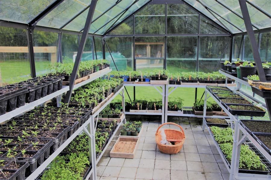 ایجاد شرایط گلخانه‌ای برای تکثیر فیکوس