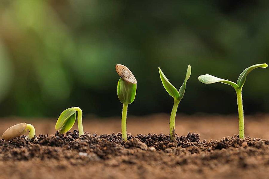 مراقبت‌های بعد از کاشت فیکوس