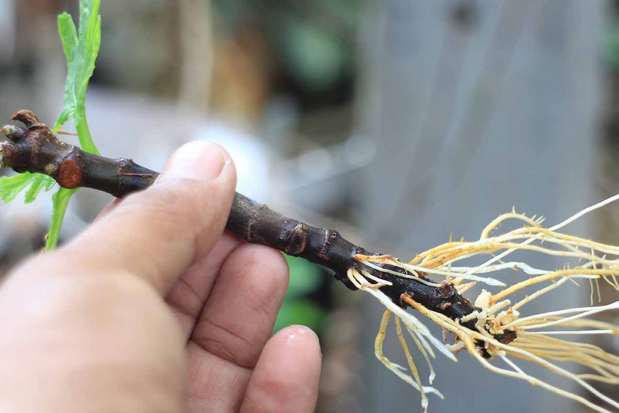 انتخاب شاخه مناسب برای قلمه فیکوس