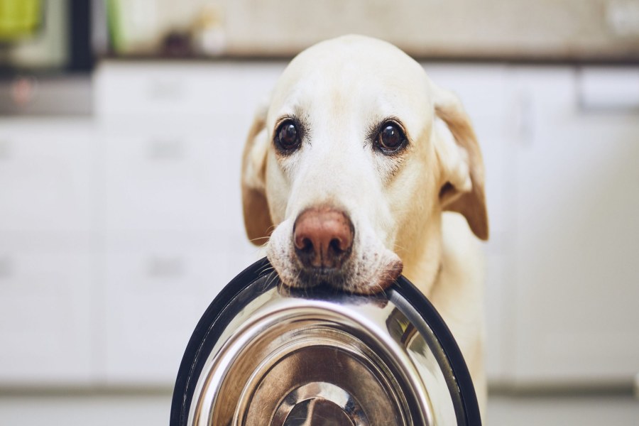 میزان صحیح پوچ در رژیم غذایی سگ