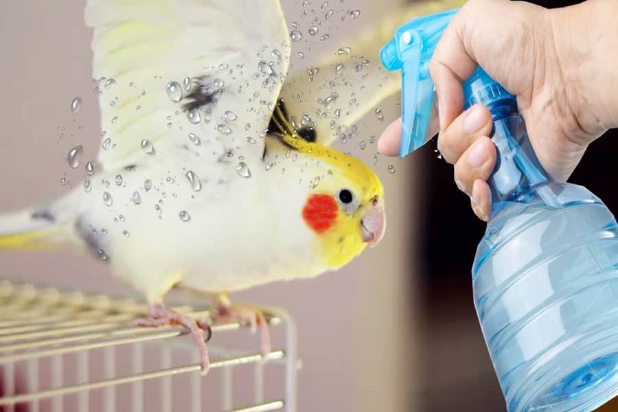 بطری اسپری برای حمام عروس هلندی