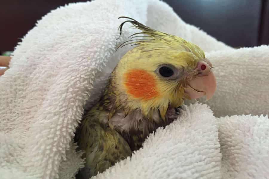 خشک کردن عرس هلندی با حوله