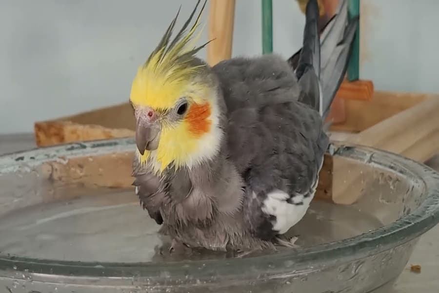 شستن عروس هلندی در زمستان