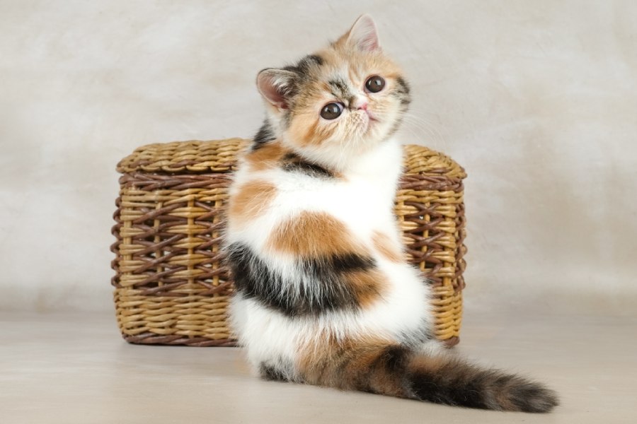 ترکیب رنگی خال‌دار گربه پرشین اگزوتیک